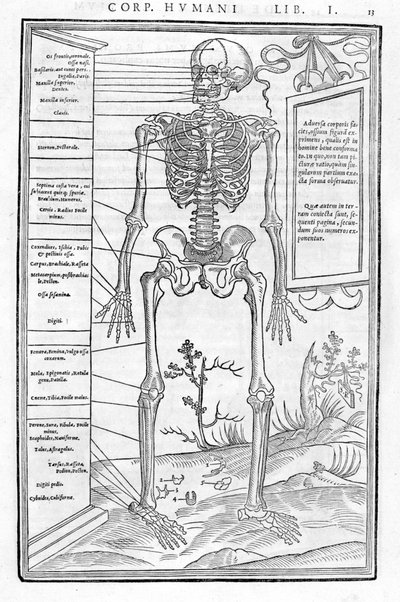 Menschliches Skelett, vorderer Teil. Anatomische Tafel aus „De dissectione partium corporis humani libri tres...“ Carlo Stefano Riverio, Paris 1545 von Unknown artist