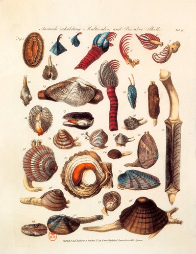 Illustrierte Seite, die verschiedene Arten von Bivalven und Multivalven darstellt, aus dem Werk „The Genera Vermium“ von Unknown artist