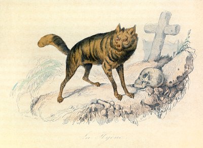 Illustration aus dem Buch "Gesammelte Werke von Buffon": Die Vierfüßler: Die Hyäne (Gravur) von Unknown artist