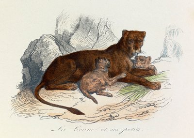 Illustration aus dem Buch "Gesammelte Werke von Buffon": Die Vierfüßler: Die Löwin und ihre Jungen (Gravur) von Unknown artist