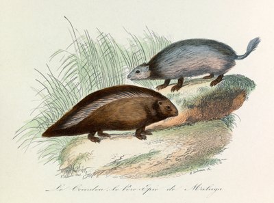 Illustration aus dem Buch "Gesammelte Werke von Buffon": Die Vierfüßler: Der Coendou und das Stachelschwein von Malaga von Unknown artist