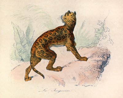Illustration aus dem Buch "Gesammelte Werke von Buffon": Die Vierfüßler: Der Jaguar (Gravur) von Unknown artist