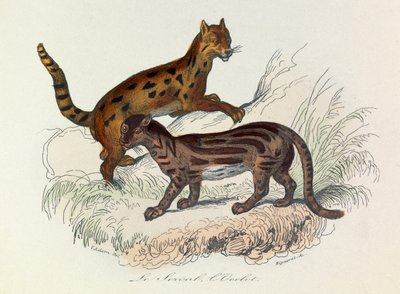 Illustration aus dem Buch "Gesammelte Werke von Buffon": Die Vierfüßler: Der Serval und der Ozelot von Unknown artist