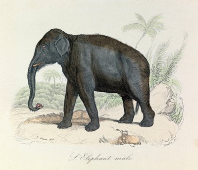 Illustration aus dem Buch "Gesammelte Werke von Buffon": Die Vierfüßler: Der männliche Elefant (Gravur) von Unknown artist