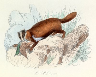 Illustration aus dem Buch "Gesammelte Werke von Buffon": Die Tiere: Der Dachs (Gravur) von Unknown artist