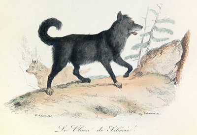 Illustration aus dem Buch "Gesammelte Werke von Buffon": Die Tiere: Der Hund aus Sibirien (Gravur) von Unknown artist