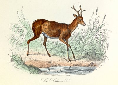 Illustration aus dem Buch "Gesammelte Werke von Buffon": Die Tiere: Der Hirsch (Gravur) von Unknown artist