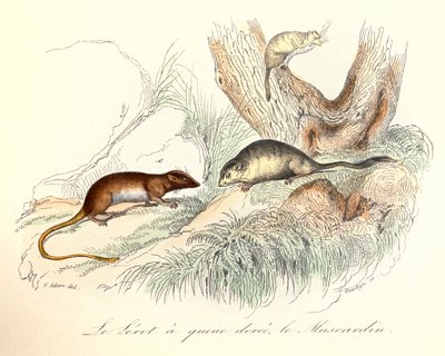 Illustration aus dem Buch "Gesamtausgabe von Buffon": Die Tiere: Der Goldschwanzbilch und der Haselmaus (Gravur) von Unknown artist