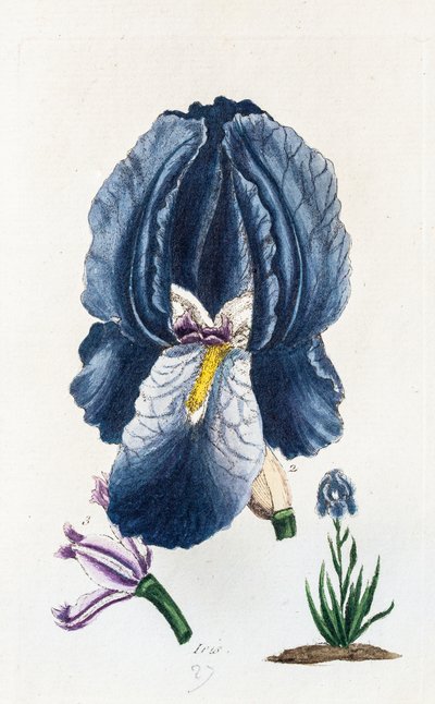 Iris von Unknown artist