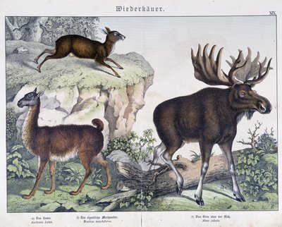 Lama, Elch (Moose) - in „Natural histories of mammals“, ed. Schreiber von Unknown artist