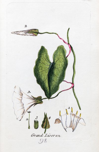 Große Winde von Unknown artist