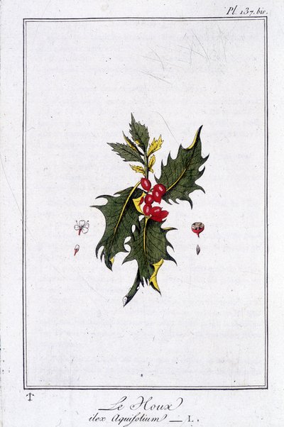 Die Stechpalme (Ilex Aquifolium) - in „Übungen der Botanik für den Gebrauch der Händler“, geschrieben von J.C. Philibert, Druckerei von Crapelet, Paris von Unknown artist