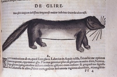 Der Siebenschläfer in Historia Animalium von Conrad Gesner (1516 - 1565), Tiguri von Unknown artist