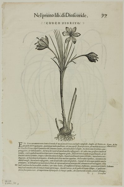 Blatt aus Discorsi von Petrus Andreas Matthiolus, Tafel 99 aus Holzschnitte aus Büchern des XVI. Jahrhunderts von Unknown artist