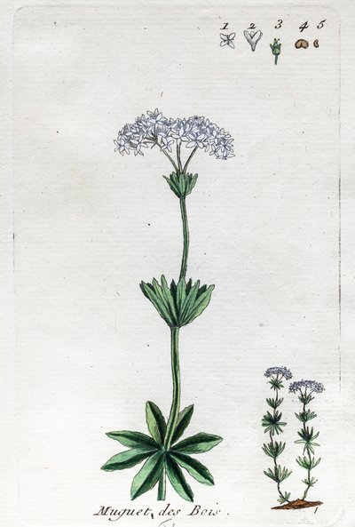 Maiglöckchen oder Waldmeister von Unknown artist