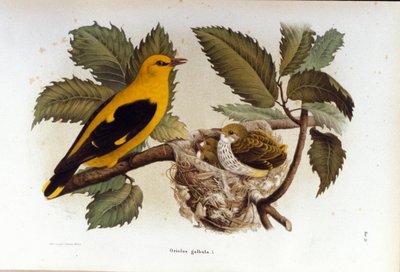 Ornithologie: ein Pirol in der Nähe des Nestes seiner Jungen. von Unknown artist