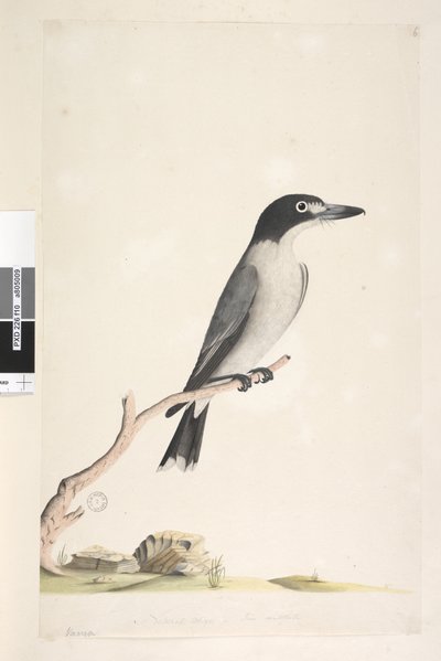 Seite 10. Vanga. unten in der Mitte in anderer Hand Natürliche Größe, Iris zweifelhaft Grauer Metzger, Vogel Cracticus torquatis männlich, 1791-92 von Unknown artist