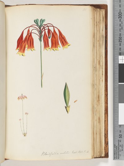 Blandfordia nobilis Exot. Bot. t. 4. Weihnachtsglocke von Unknown artist