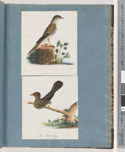 Seite 115. Unidentifizierter Vogel. 116. Glocken-Miner von Unknown artist