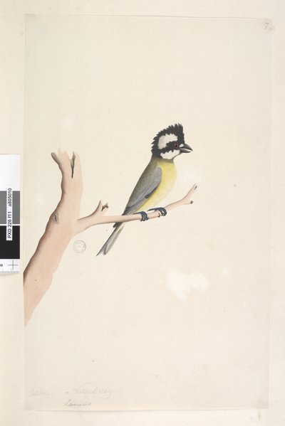 Seite 11. Lanius. über dem Titel in anderer Hand Oktober. Natürliche Größe Haubenwürger, Meise Falcunculus frontatus, 1791-92 von Unknown artist