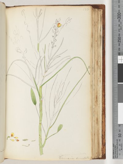 Seite 126. Unvollendete Zeichnung von Viminaria denudata von Unknown artist