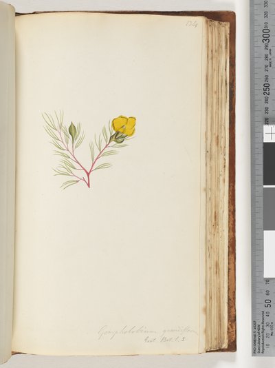 Seite 134. Gompholobium grandiflorum / Exot. Bot. t. 5 von Unknown artist