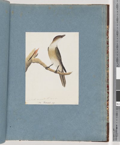 Seite 137. Unbekannter Vogel, möglicherweise der Harmonic Thrush von Unknown artist