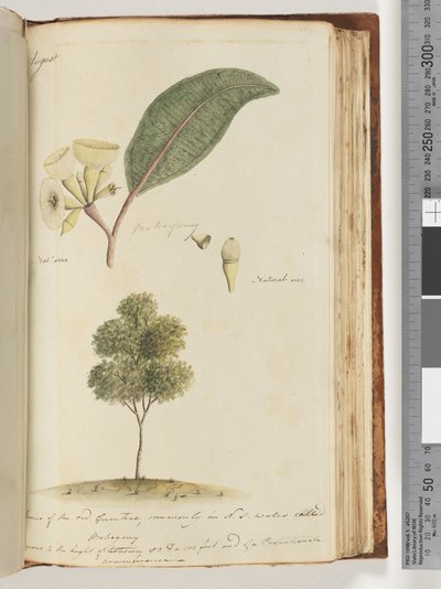 Seite 149. Natürliche Größe, eine Art des roten Gummibaums, in N.S.W. allgemein als Mahagoni bekannt von Unknown artist
