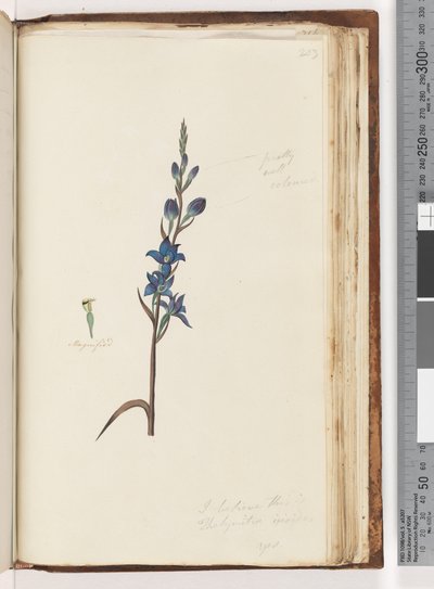 Seite 203. Ich glaube, dies ist Thelymitra ixioides / Gefleckte Sonnenorchidee von Unknown