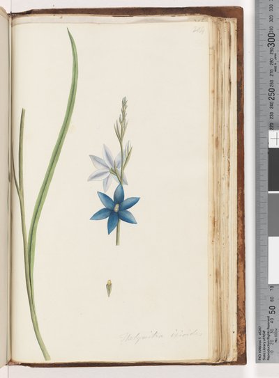 Seite 204. Thelymitra ixiodes / Gefleckte Sonnenorchidee von Unknown artist