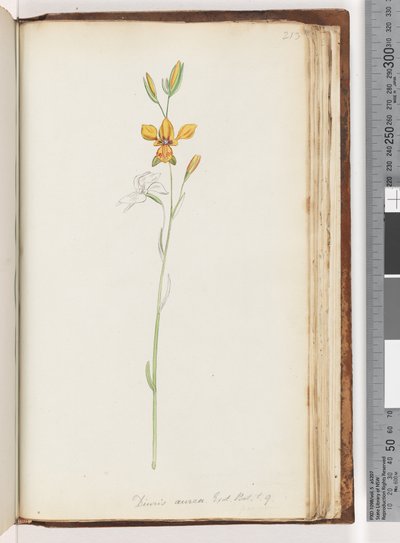 Seite 213. Diuris aurea. Exot. Bot. t. 9. Goldene Esel-Orchidee von Unknown artist