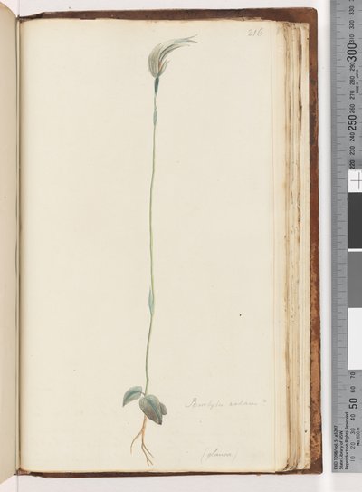 Seite 216. Pterostylis nutans? von Unknown artist