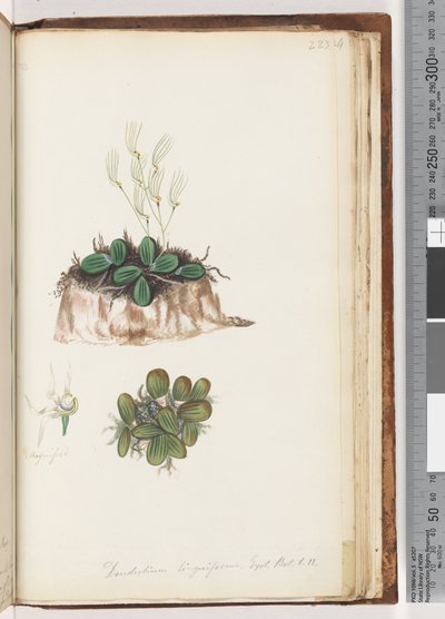 Seite 223. Dendrobium linguiforme Exot. Bot. t. 11 Zungenorchidee von Unknown artist