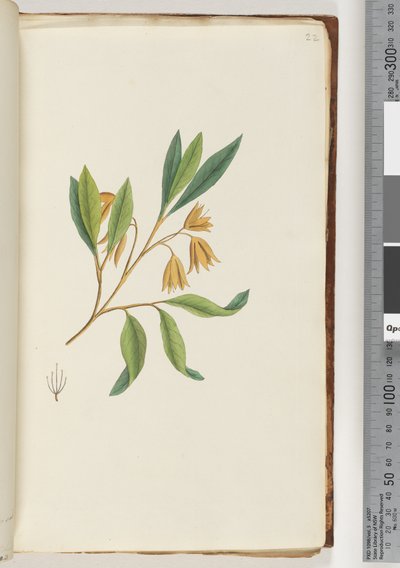 Seite 22. Unidentifizierte Pflanze von Unknown artist