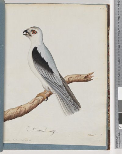 Seite 35. Schwarzschulterweih. Achselfalke von Unknown artist