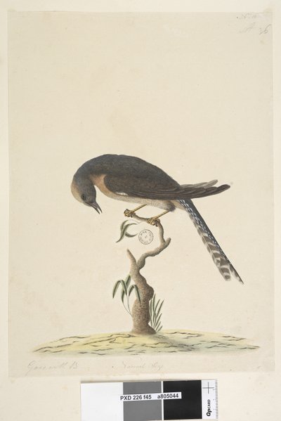 Seite 45. Natürliche Größe. oben rechts in anderer Hand A unten links Geht mit B, d.h. f.44 Fächerschwanzkuckuck Cacomantis pyrrhophanus, 1791-92 von Unknown artist
