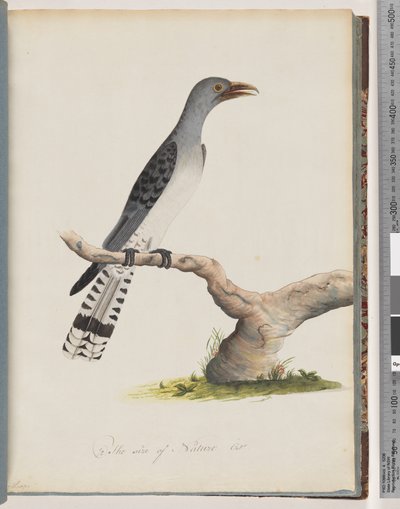 Seite 49. Unidentifizierter Vogel. Scythrops von Unknown artist