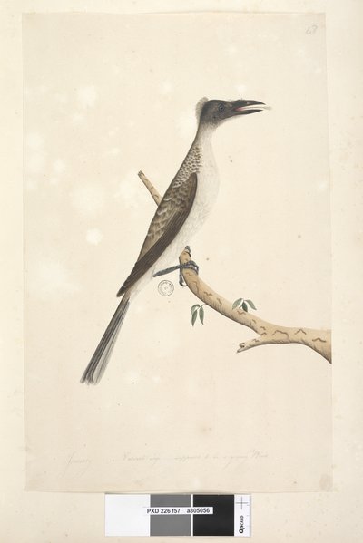Seite 57. Januar. Natürliche Größe, vermutlich ein junger Vogel. Lärmvogel Philemon corniculatus von Unknown artist