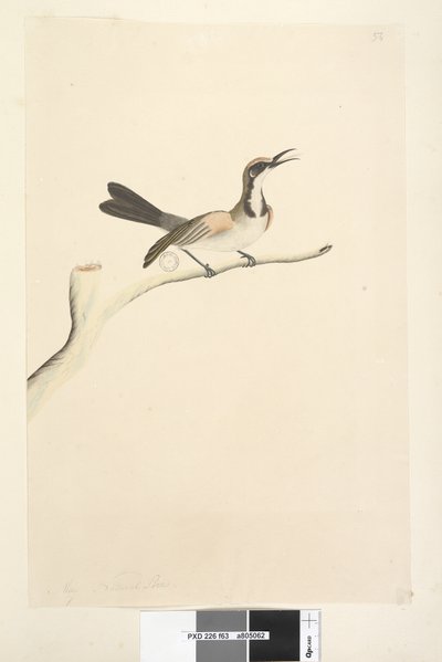 Seite 63. Mai. Natürliche Größe Braunhauben-Honigfresser Phylidonyris melanops, 1791-92 von Unknown artist