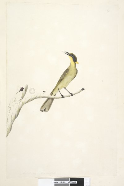 Seite 69. Natürliche Größe. Iris zweifelhaft Gelb, Tufted Honeyeater Lichenostomus melanops von Unknown artist