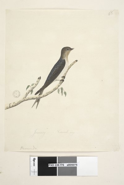 Seite 76. Hirundo. unten in anderer Handschrift Januar Natürliche Größe Willkommen Schwalbe Hirundo neoxena, 1791-92 von Unknown artist