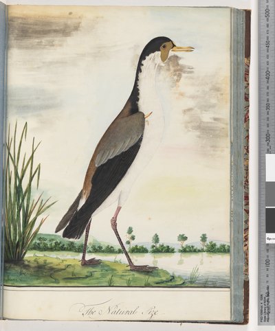 Seite 80. Maskenkiebitz oder Spornkiebitz von Unknown artist