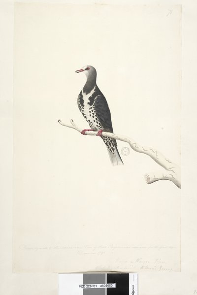 Seite 81. Wunga, Wungee Taube. Gezeichnet im Maßstab 1/2 der natürlichen Größe. Zwei dieser Tauben wurden jetzt zum ersten Mal im Dezember 1791 gesehen.... ähnlich wie... Wonga-Taube Leucosarcia melanoleuca, 1791-92 von Unknown artist