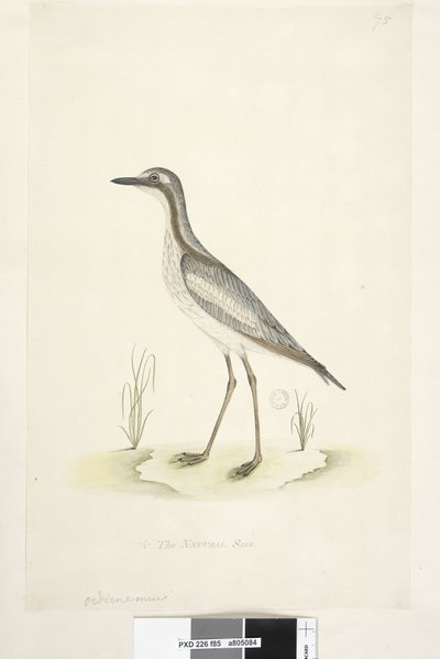 Seite 85. Oedicnemus. unten in der Mitte in anderer Hand 1/2 der natürlichen Größe Südlicher Steinkauz Burhinus magnirostris, 1791-92 von Unknown artist