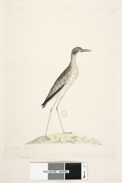 Seite 86. Ein Nachtvogel. Oedicnemus. entlang des unteren Randes in anderer Hand Dieser Vogel maß von der Spitze des Schnabels bis zur Spitze des mittleren Zehs 30 Zoll Südlicher Steinkauz Burhinus magnirostris, 1791-92 von Unknown artist