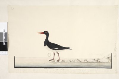 Seite 87. Hematopus. unten rechts in anderer Hand September. entlang des unteren Randes in dritter Hand Das Männchen & Weibchen werden immer zusammen auf den Felsen & niedrigen Punkten gesehen, haben aber den Hafen vollständig verlassen, da sie häufig gest von Unknown artist