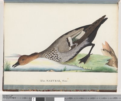 Seite 88. Ente von Unknown artist