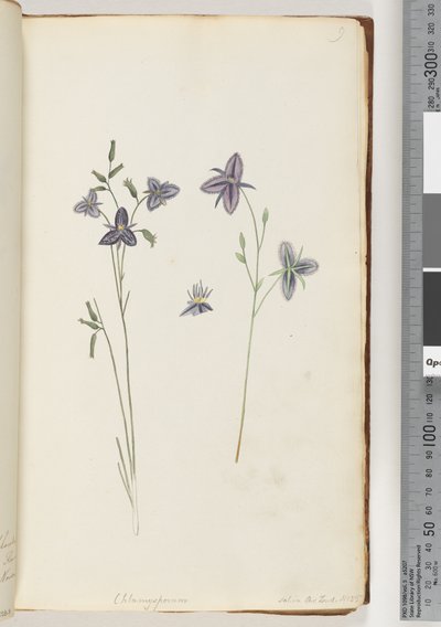 Seite 9. Chlamysporum Sal. in Par Lond. Nr. 35 von Unknown artist