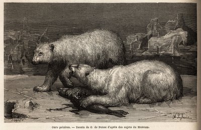 Eisbären auf dem Packeis, die eine Robbe schlagen, die sie gerade gefangen haben. Illustration der Reise zum freien Meer des Arktischen Pols, von Dr. Hayes, Chirurg der US-Marine, 1860-1862, veröffentlicht in "Le tour du monde, nouveau journal des voyages" von Unknown artist