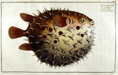 Kugelfisch nach Marc Elieser Bloch Ichthyologie Paris - Berlin - London 1787. von Unknown artist